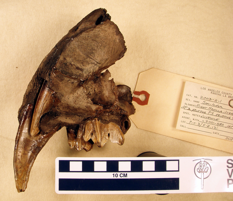 Illustration for article titled How the Smilodon Got Its Teeth